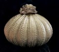 209056 2026 urn bloem 800